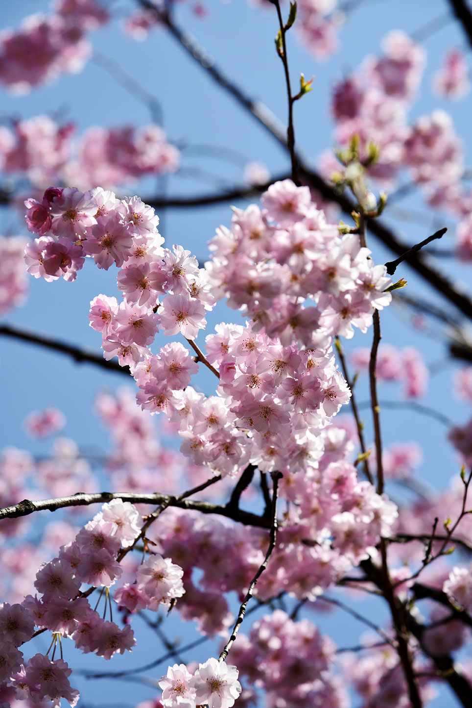 蔵 桜 満開 花垣